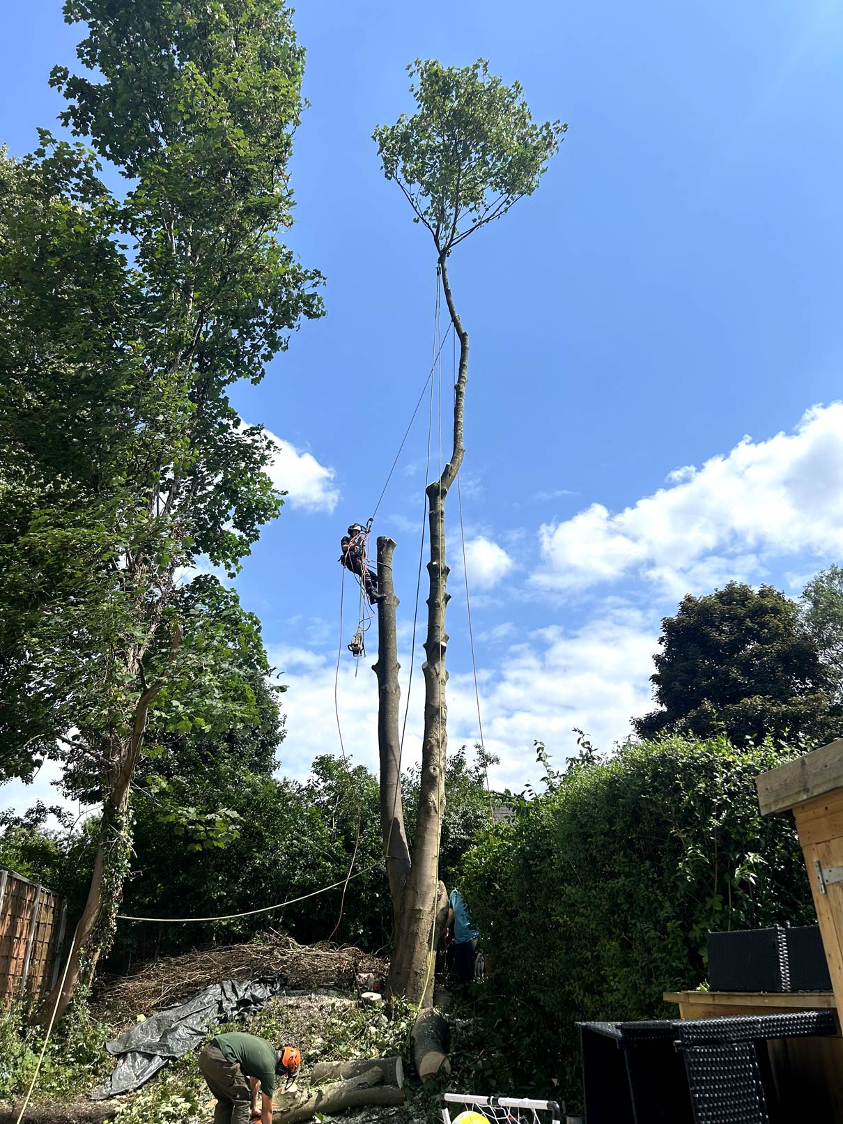 Professional tree surgery bury performing a safe tree removal using ropes and harnesses in a residential garden. Expert tree cutting and pruning services in Bury. Safe and efficient arborist work for tree maintenance.